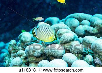 Picture - side view of the 
melon butterfly 
fish, okinawa, 
japan. fotosearch 
- search stock 
photos, pictures, 
images, and photo 
clipart