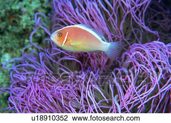 Stock Photo - side view of a 
pink anemone fish, 
okinawa, japan. 
fotosearch - search 
stock photos, 
pictures, images, 
and photo clipart