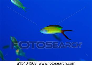 Stock Photo - side view of sea 
goldie, okinawa, 
japan. fotosearch 
- search stock 
photos, pictures, 
images, and photo 
clipart