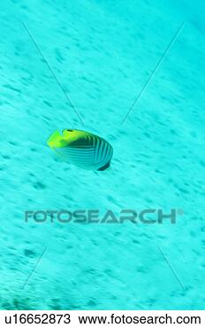 Stock Photo - side view of a 
threadfin butterfly 
fish, okinawa, 
japan. fotosearch 
- search stock 
photos, pictures, 
images, and photo 
clipart