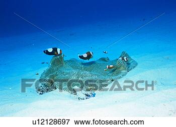 Picture - side view of the 
twoband anemone 
fish, okinawa, 
japan. fotosearch 
- search stock 
photos, pictures, 
images, and photo 
clipart