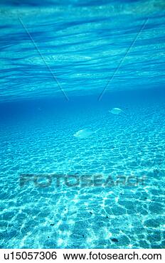 Stock Photo - small group of 
pompano swimming 
in the sea. fotosearch 
- search stock 
photos, pictures, 
images, and photo 
clipart