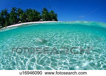 Stock Photography - small group of 
pompano swimming 
in the sea. fotosearch 
- search stock 
photos, pictures, 
images, and photo 
clipart