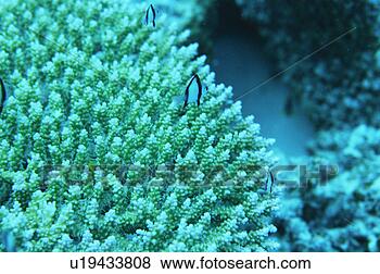 Stock Photo - striped damsel, 
okinawa, japan. 
fotosearch - search 
stock photos, 
pictures, images, 
and photo clipart