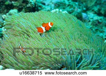 Stock Image - two clown anemone 
fishes, okinawa, 
japan. fotosearch 
- search stock 
photos, pictures, 
images, and photo 
clipart