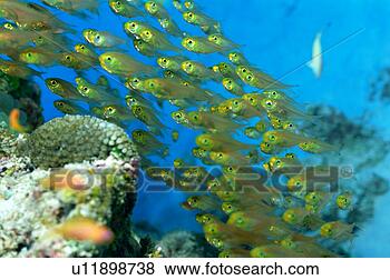 Stock Photo - yellow glassfish, 
okinawa, japan. 
fotosearch - search 
stock photos, 
pictures, images, 
and photo clipart