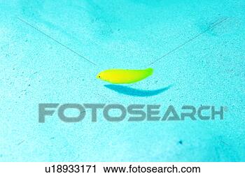 Stock Photography - yellow wrasse, 
okinawa, japan. 
fotosearch - search 
stock photos, 
pictures, images, 
and photo clipart