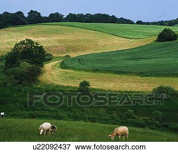 Picture - goats in pasture, 
sealand, denmark. 
fotosearch - search 
stock photos, 
pictures, images, 
and photo clipart