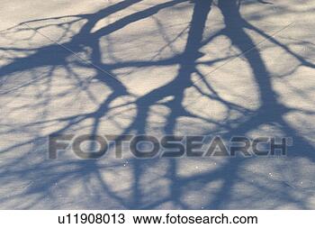 Stock Photo - bare winter branches 
casting shadows. 
fotosearch - search 
stock photos, 
pictures, images, 
and photo clipart