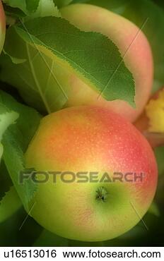 Stock Photo - golden red apples 
growing on the 
tree. fotosearch 
- search stock 
photos, pictures, 
images, and photo 
clipart
