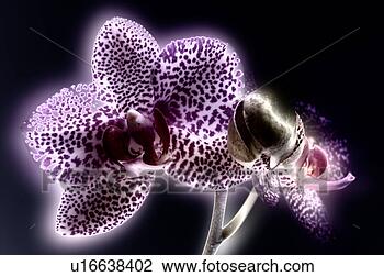 sesque orchidea