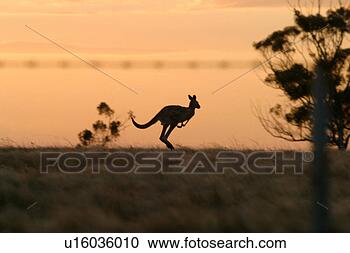 Stock Photography - kangaroo  hopping 
along the horizon 
at dusk. fotosearch 
- search stock 
photos, pictures, 
images, and photo 
clipart