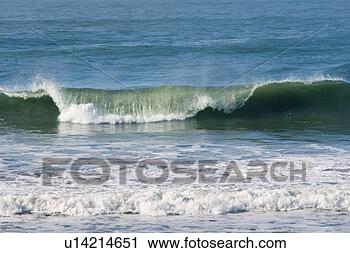 Stock Photography - pacific ocean 
wave breaking 
as it reaches 
the shore. fotosearch 
- search stock 
photos, pictures, 
images, and photo 
clipart