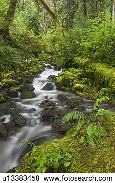 Stock Photo - stream in lush 
green rain forest. 
fotosearch - search 
stock photos, 
pictures, images, 
and photo clipart