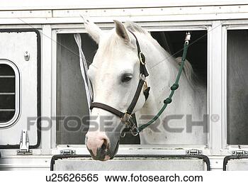 Stock Image - white horse in 
a horse carrier. 
fotosearch - search 
stock photos, 
pictures, images, 
and photo clipart