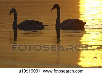 Picture - mute swan (cygnus 
olor) silhouetted 
against rising 
suns reflection 
in. fotosearch 
- search stock 
photos, pictures, 
images, and photo 
clipart