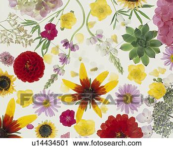Stock Photography - a dahlia, a cactus, 
etc. fotosearch 
- search stock 
photos, pictures, 
images, and photo 
clipart