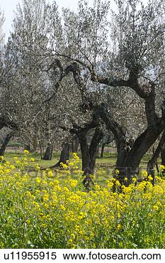 Stock Image - view of olive 
grove,  with rows 
of gnarled olive 
trees with yellow. 
fotosearch - search 
stock photos, 
pictures, images, 
and photo clipart