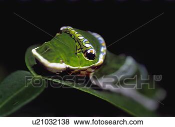Stock Photo - caterpillar on 
leaf. fotosearch 
- search stock 
photos, pictures, 
images, and photo 
clipart