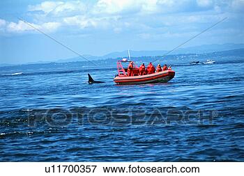 Picture - whale watching 
tour looking at 
orca. fotosearch 
- search stock 
photos, pictures, 
images, and photo 
clipart