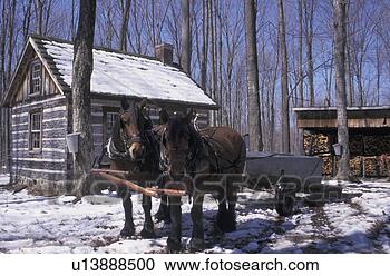 Stock Photography - working animals 
in the winter. 
fotosearch - search 
stock photos, 
pictures, images, 
and photo clipart