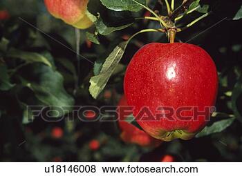 Stock Photo - apple hanging 
on tree. fotosearch 
- search stock 
photos, pictures, 
images, and photo 
clipart