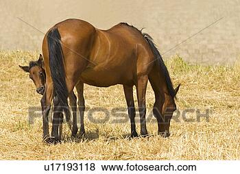 Stock Photo - mare and foal 
feeding. fotosearch 
- search stock 
photos, pictures, 
images, and photo 
clipart