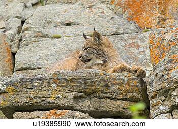 Stock Photography - young canadian 
lynx on rock ledge. 
fotosearch - search 
stock photos, 
pictures, images, 
and photo clipart