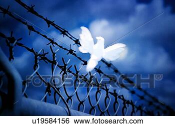 Stock Photo - white bird sitting 
on barbed wire 
fence. fotosearch 
- search stock 
photos, pictures, 
images, and photo 
clipart