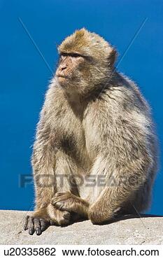Stock Photo - gibraltar barbary 
macaque (macaca 
sylvanus). fotosearch 
- search stock 
photos, pictures, 
images, and photo 
clipart