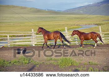 Stock Photo - arabian horses 
running in corral. 
fotosearch - search 
stock photos, 
pictures, images, 
and photo clipart