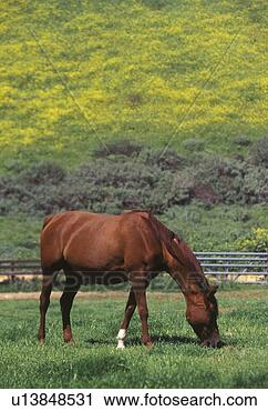 Stock Photography - arabian mare. 
fotosearch - search 
stock photos, 
pictures, images, 
and photo clipart