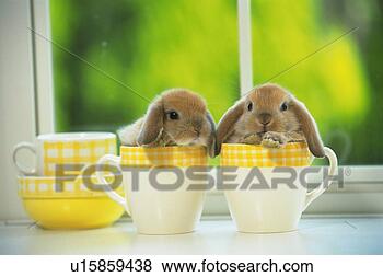 Stock Photo - two lop ear rabbits  in yellow-colored  cups,  front view.  fotosearch - search  stock photos,  pictures, wall  murals, images,  and photo clipart