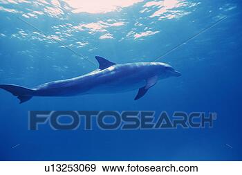 Stock Photograph - spotted dolphin 
is swimming underwater. 
fotosearch - search 
stock photos, 
pictures, images, 
and photo clipart