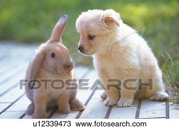puppy-rabbit-standing_~u12339473.jpg