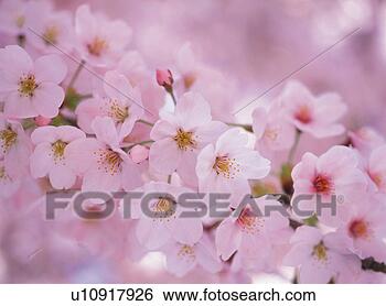 Ciliegia, fiore<br />
Visualizza immagine ingrandita Archivio Fotografico - ciliegia, fiore. <br />
fotosearch - cerca <br />
foto, illustrazioni, <br />
immagini e foto <br />
clipart