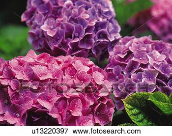 Hydrangea View Large Photo Image Picture - hydrangea. fotosearch - search stock photos, pictures, images, and photo clipart