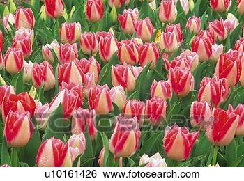 Tulipano<br />
Visualizza immagine ingrandita Archivio Fotografico - tulipano. fotosearch <br />
- cerca foto, <br />
illustrazioni, <br />
immagini e foto <br />
clipart