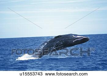 Stock Photo - sperm whale breaching. 
fotosearch - search 
stock photos, 
pictures, images, 
and photo clipart