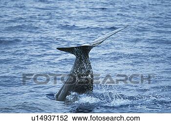 Stock Photo - tail of sperm 
whale. fotosearch 
- search stock 
photos, pictures, 
images, and photo 
clipart
