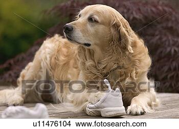 Stock Photo - golden retriever 
playing with tennis 
shoe. fotosearch 
- search stock 
photos, pictures, 
images, and photo 
clipart