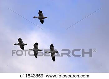 Stock Photograph - birds flying together. 
fotosearch - search 
stock photos, 
pictures, images, 
and photo clipart