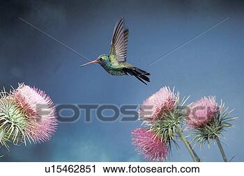 Stock Photography - broad-billed hummingbird 
flying over pink 
thistles. fotosearch 
- search stock 
photos, pictures, 
images, and photo 
clipart