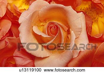 Stock Photography - blooming pink 
rose. fotosearch 
- search stock 
photos, pictures, 
images, and photo 
clipart