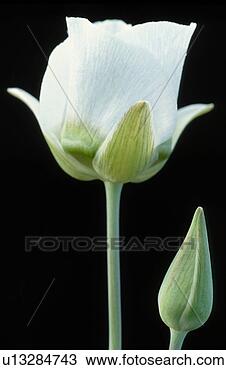 Stock Photo - flowers. fotosearch 
- search stock 
photos, pictures, 
images, and photo 
clipart