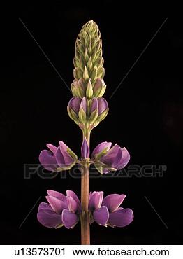 Stock Photography - purple wildflower. 
fotosearch - search 
stock photos, 
pictures, images, 
and photo clipart