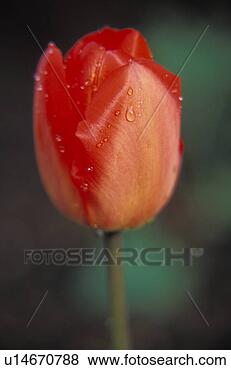 Stock Photo - red tulip with 
dew drops. fotosearch 
- search stock 
photos, pictures, 
images, and photo 
clipart