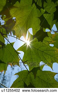 Stock Photo - sunlight peeking 
through green 
leaves. fotosearch 
- search stock 
photos, pictures, 
images, and photo 
clipart