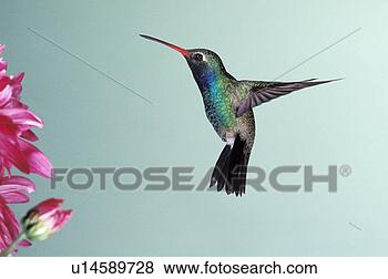 Stock Photo - broad-billed hummingbird 
hovering near 
pink flowers. 
fotosearch - search 
stock photos, 
pictures, images, 
and photo clipart