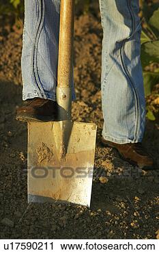 Stock Photography - driving a shovel 
into the garden 
soil. fotosearch 
- search stock 
photos, pictures, 
images, and photo 
clipart